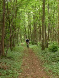 Forêt de Coucy
