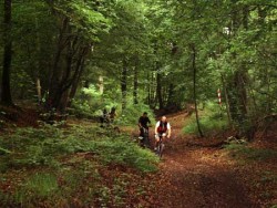 Forêt de Coucy
