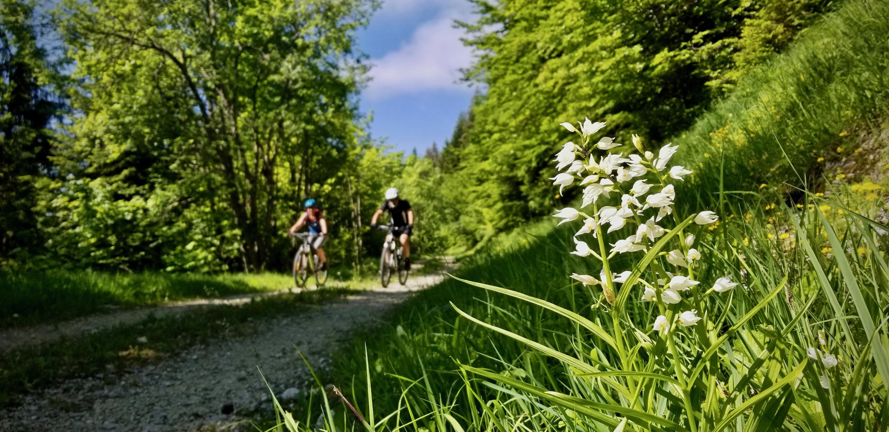 De Saint-Hilaire à Saint-Bernard