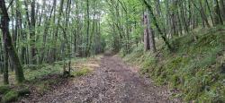 Chemin en sous-bois