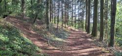 Sous-bois