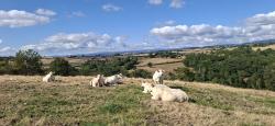 Paysage et vaches