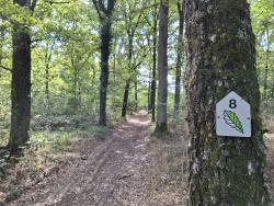 Forêt de Bas, chemins pouvant être boueux