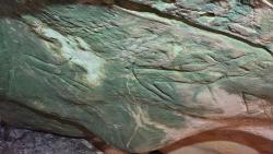 Les cervidés du Mont Aiveu