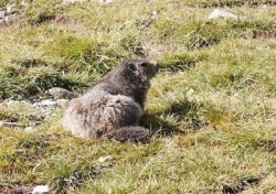 Territoire des marmottes