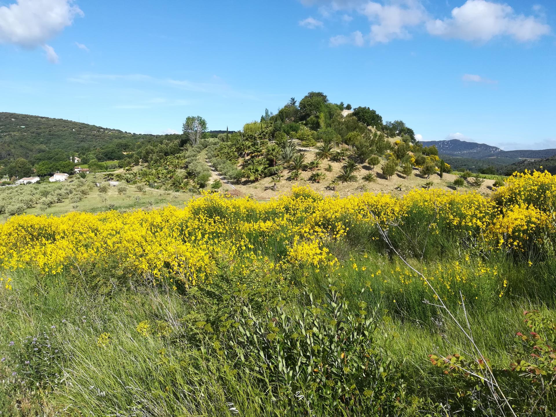 Site labellisé FFC-VTT N°51 - Circuit N°14 : Aspiran - Lieuran - La plaine viticole