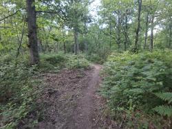 Single forêt de Chambord