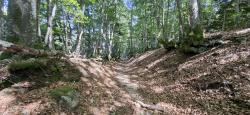 Descente technique dans le Bois Goutte Chevalier