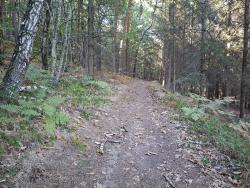 Chemin en sous-bois