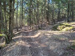 Chemin dans le bois de la Pételière