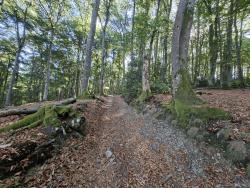 Joli passage dans les bois vers le Chemin de la Ligue