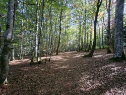 Un des jolis chemins dans le Bois des Fournets