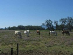 Chevaux