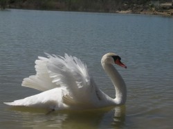 cygne