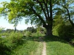 Bois, abords du Chateau de Coudrée