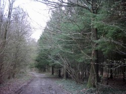 Forêt de Saint-Gobain, à proximité de la Montagne