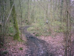 Boucle du parcours 30 km qu'on peut facilement supprimer, ce qui serait dommage pour ses points de vue.
Début de la boucle : single rigolo en sous-bois.