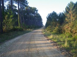 route de gravier à travers la forêt de Saint-Girons