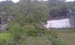 Un poirier en plein milieu du sentier - Je vais devoir passer à travers...