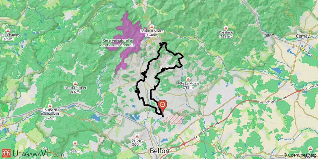 Les gentianes poussent en hauteur...très en hauteur