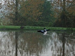 Le coin regroupe une faune importante
Ragondin originaire d'Afrique du sud et le tadorne de belon joli canard coloré