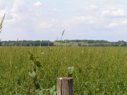 Dans les prairies alluviale