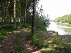 Au milieu des peupleraies en bord de rivière