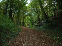 Une montée boisée face à l'Abbaye de St Nicolas aux bois