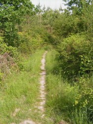 Dans le Bois de Milly