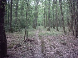 Forêt de Montrichard.