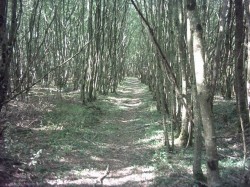 Forêt de Montrichard.