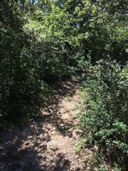 Bois de saint Montant 4