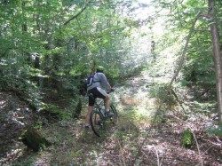 Encore de la forêt.