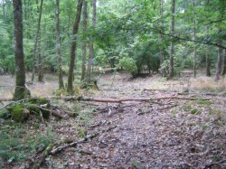 Poussage en forêt.