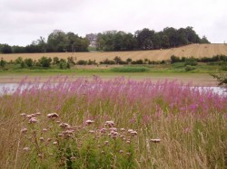 Fleurs d'été sur les bords du Frémur