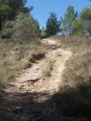 Les prémices de quelques racines