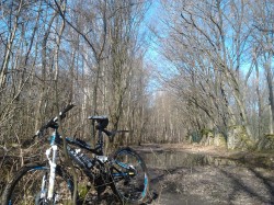 Bois Saint Martin