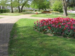 0410.Bges.Bd Lahitolle.Massif de tulipes.