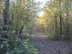 0806.Marmagne.Bois du Chateau.