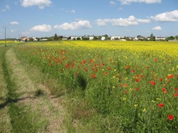 0809.La Chapelle.Chemin de Prunet.Colza et fleurs.