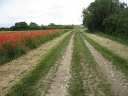 0904.Marmagne.Grenades-Bouchaubert.Coquelicots.