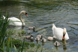 1006.Bges.Plan d'eau.Couple de cygnes et petits.