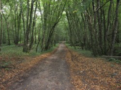 12046.St Eloy-de-Gy.Bois Dé.Allée forestière.
