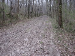 12052.St Doulchard.Bois de Gérissay .