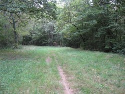 12053.Bois de Gérissay.Allée vers Mazières 